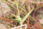 Catesby's gentian